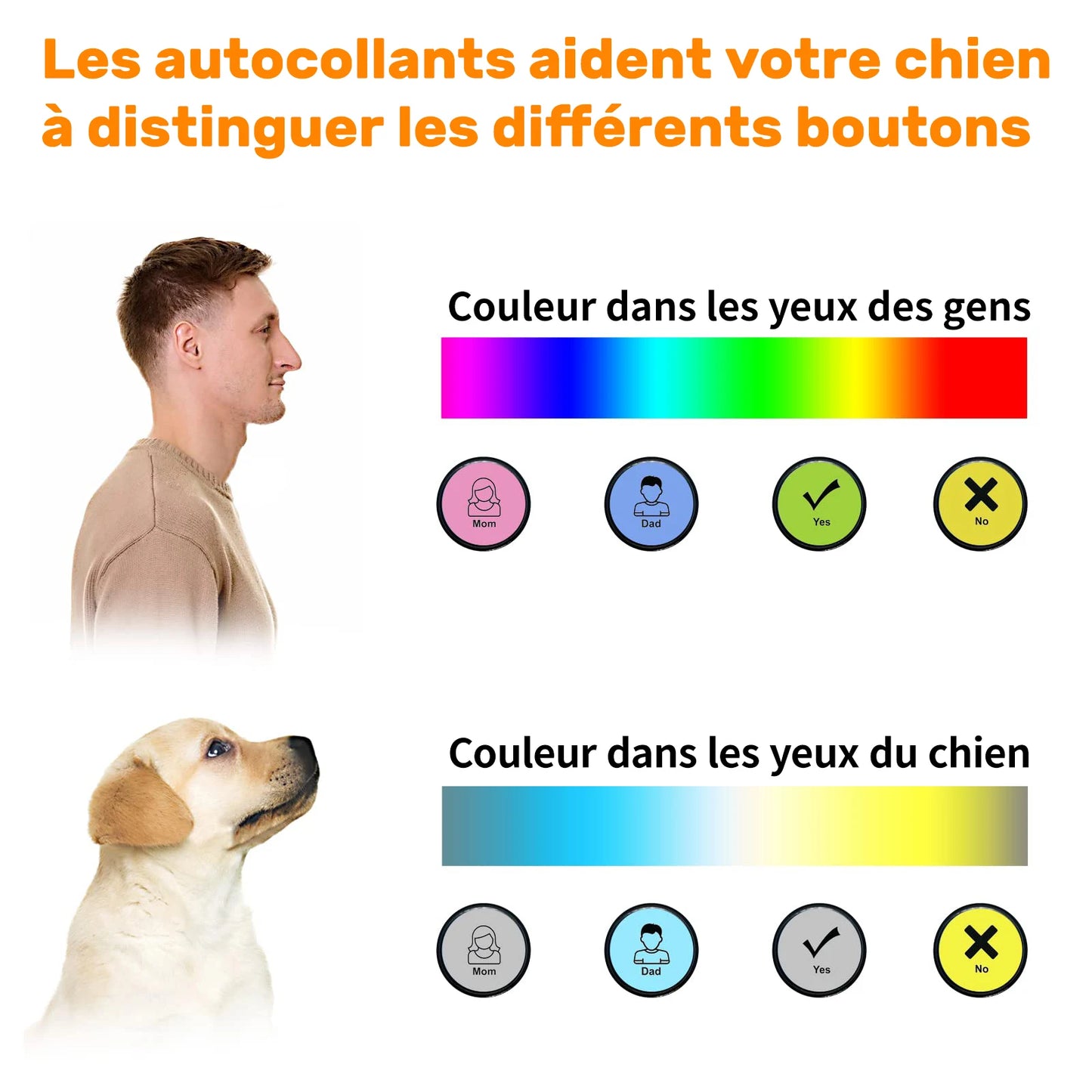 Jouet interactif pour chien