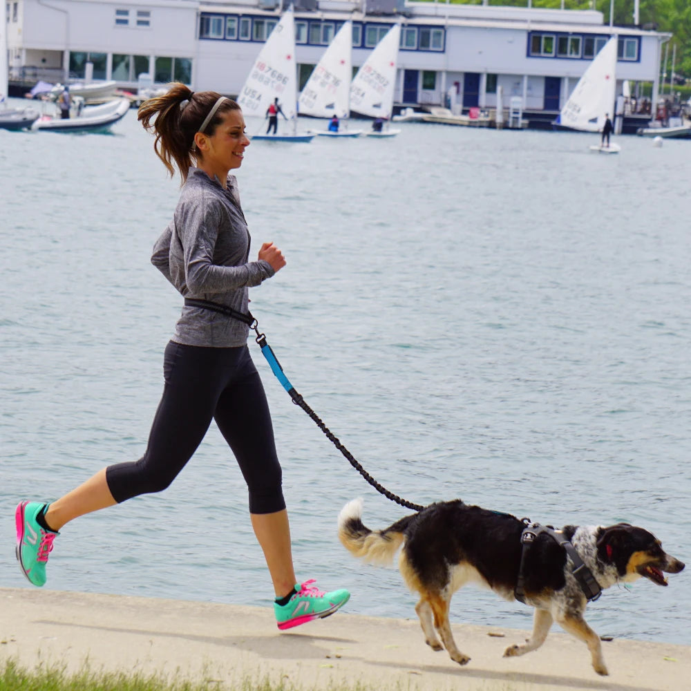 Laisse pour chiens mains libres